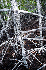 Mangrove forest at low tide time