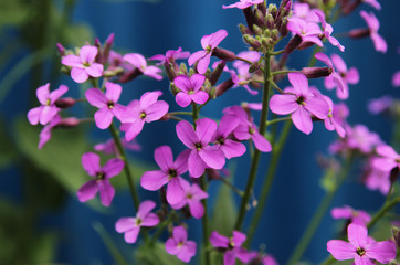Fototapeta na wymiar Lunaria. Lunnik. Beautiful flowers in the summer garden