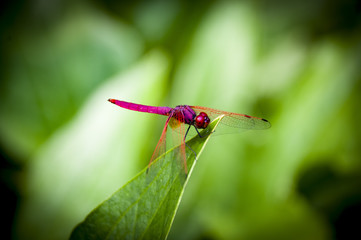 Dragonfly