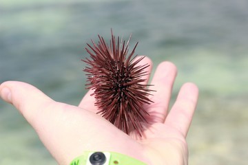 Seeigel mit blätter 