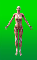 Fototapeta na wymiar 3D render of female figures pose with skin and muscle map on green background isolate, 3d illustration