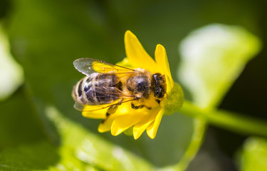 bee on yellow daisy flower, macro.