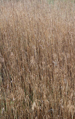 Fototapeta premium Rod. Sedge. Natural background.