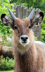 Japanese Serau (goat) (Capricornis crispus)