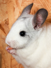 Chinchilla (Chinchillidae)