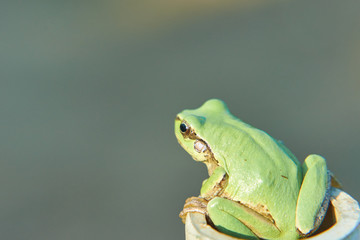 アマガエル　後ろ姿