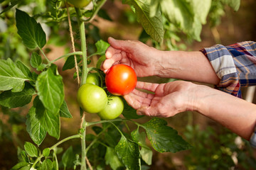 senior farmer picking tomatoes at farm greenhouse