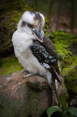 Kookaburra on a rock