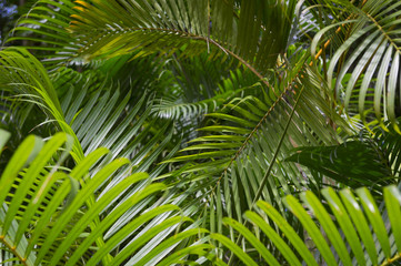 Tropical background of green fronds of jungle palm plants