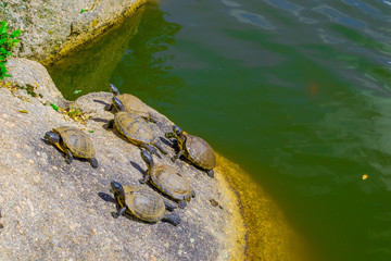 Turtles in the sun