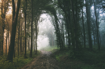 Fototapeta premium fantasy forest background with road in fog
