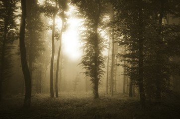 Fototapeta premium sunset light in fantasy forest with trees in mist