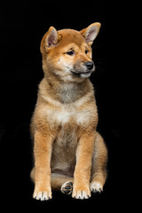 Fototapeta premium Beautiful shiba inu puppy 