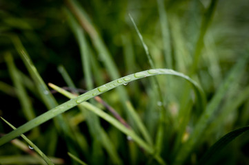 Rain drops on a leaf