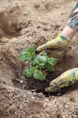 Planting seedlings of potatoes in the open ground. Organic farming.