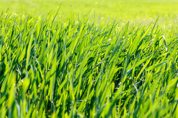 Background of green grass at sunrise