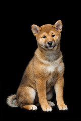 Beautiful shiba inu puppy 