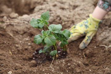 Planting seedlings of potatoes in the open ground. Organic farming.