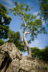 Tree growing from a temple in Angkor