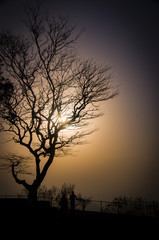 Fototapeta na wymiar Tree in silhouette