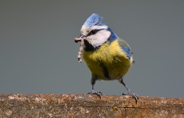 Blaumeise