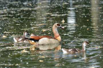 Nilgänse am See