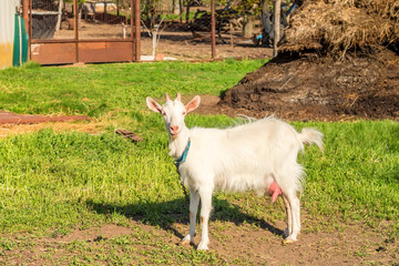 Obraz premium White female goat
