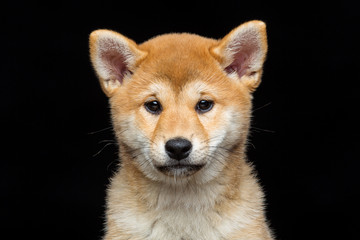 Beautiful shiba inu puppy 