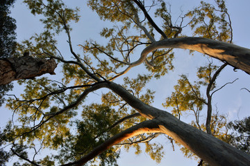 picture of trees of eucalyptus trees
