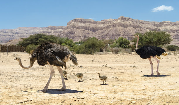 Family of African ostrich (Struthio camelus) with young chicks in nature reserve park, 35 km north of Eilat, Israel