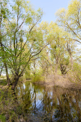 Fototapeta na wymiar Nice and quiet spring day close to the Dnieper river. Young green leaves are growing on the trees under a tepid sun