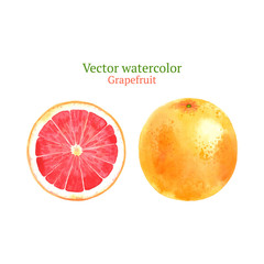 Watercolor vector grapefruit