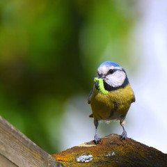 Blaumeise