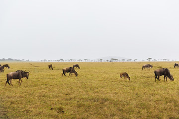 wildebeests grazing in savannah at africa