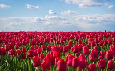 rotes Tulpenfeld in Sachsen-Anhalt bei Magdeburg