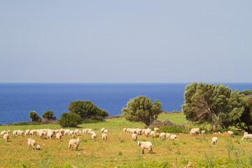 Obraz premium A flock of sheep grazing on a pasture near the sea on the isle of Crete, Greece