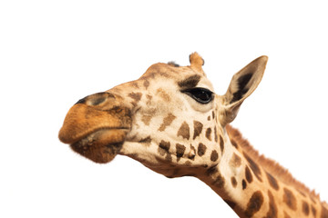 close up of giraffe head on white