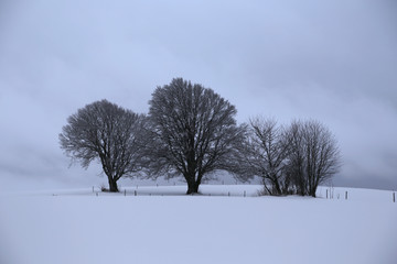 verschneite landschaft im schwarzwald