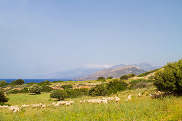 Fototapeta na wymiar A flock of sheep grazing on a pasture near the sea on the isle of Crete, Greece. In the background snow covered mountains.