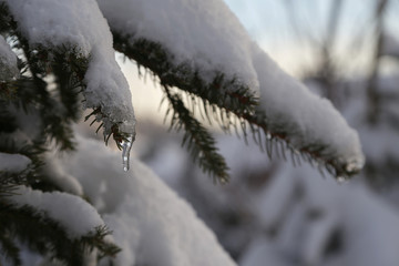 tannenzweige mit schnee bedeckt im winter