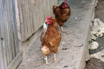 Farm: Hen and Rooster walking on homesteading