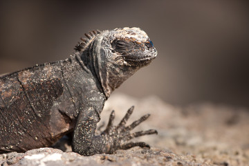Marine iguana. Galapagos Islands