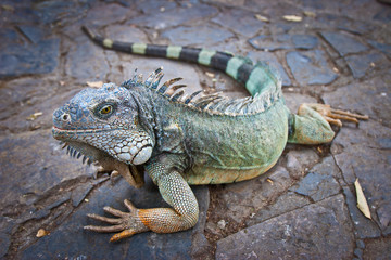 Iguana. City of Guayaquil, Park iguanas. Square of Pargue Seminario. Ecuador.