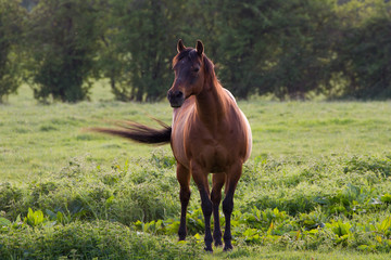 Beautiful Brown Horse stood in rural field