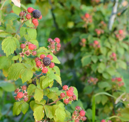 Blackberry bush on sunset