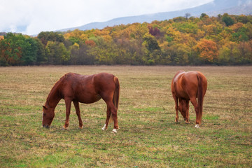 Naklejka na ściany i meble Horses graze near the mountain in the pasture in the autumn.