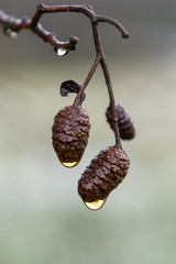 Erlenzapfen im Regen
