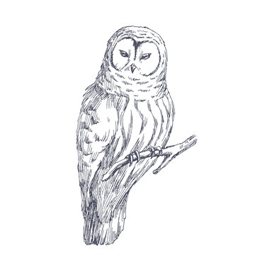 Owl sketch. Vector biological hand drawn illustration of wild bird isolated on white.