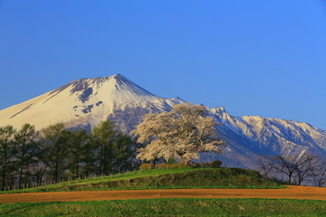 Naklejka premium 為内の一本桜