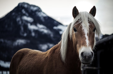 Fototapeta premium Horse in front of Mountains in Winter